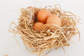 Organic chicken fresh eggs in the straw nest. On white background.