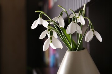 Vase with beautiful snowdrops indoors, closeup. Spring flowers