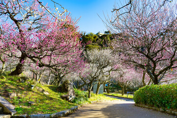 静岡県熱海市　熱海梅園