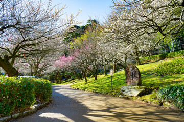静岡県熱海市　熱海梅園