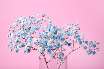 Beautiful dyed gypsophila flowers in glass vase on pink background