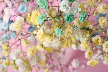 Beautiful dyed gypsophila flowers on pink background, closeup