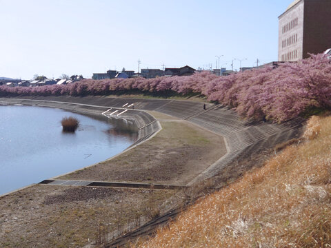 cherry blossom at river side / 河沿いに続く満開の桜並木-河津桜