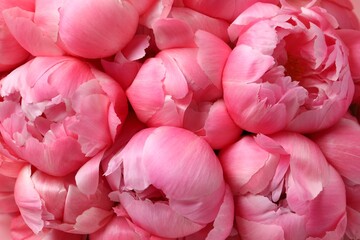 Many beautiful pink peonies as background, top view