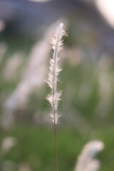 white grass field in the forest.