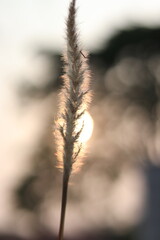 grass in the morning.