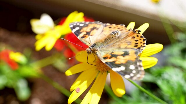 painted lady butterfly probes a yellow daisy with its proboscis