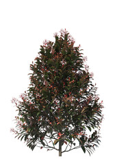 Photinia x fraseri Red Robin, red tip photonia, Christmas berry, light for daylight, easy to use, 3d render, isolated