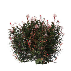 Photinia x fraseri Red Robin, red tip photonia, Christmas berry, light for daylight, easy to use, 3d render, isolated