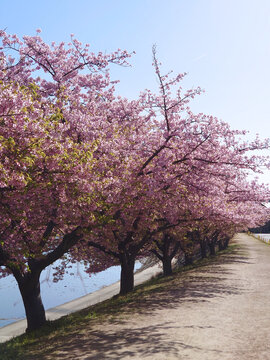 cherry blossom at river side / 河沿いに続く満開の桜並木-河津桜