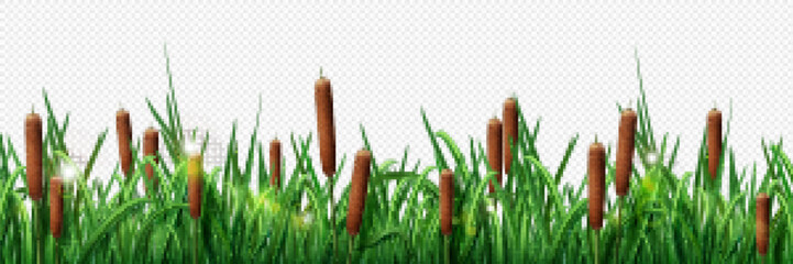 Realistic green grass border and brown reed border isolated on transparent background. Vector illustration of seamless plant pattern for pond, swamp, marsh, river bank landscape design element © klyaksun