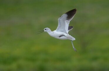 American Avocet in flight against a green background