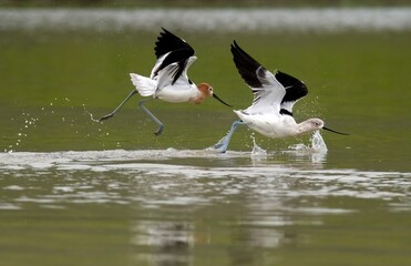 Aggression in American avocets - fighting for territory and mate over shallow waters