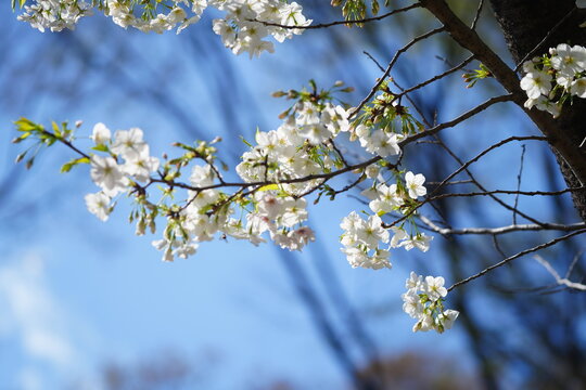 有栖川公園に咲く桜の花