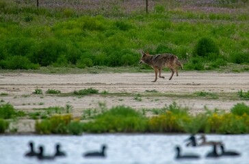 Obraz na płótnie Canvas A coyote walking away from American Coots after an unsuccessful hunting attempt