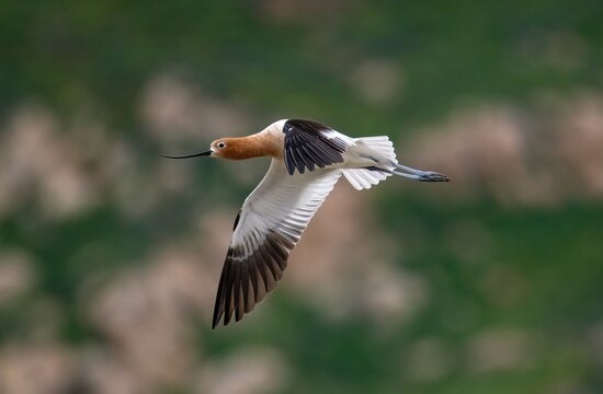 American avocet in flight up close