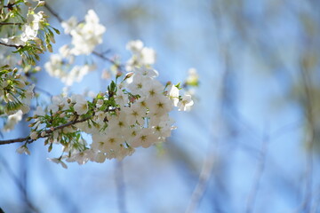 有栖川公園に咲く桜の花