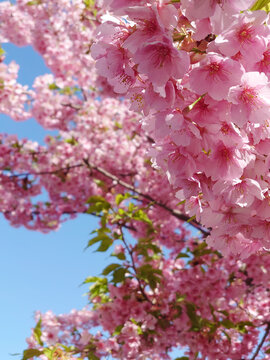 pink cherry blossom and clear sky / 満開の河津桜と青空（順光・接写で撮る早咲き桜）