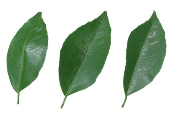 Fototapeta premium bay leaves isolated on white background