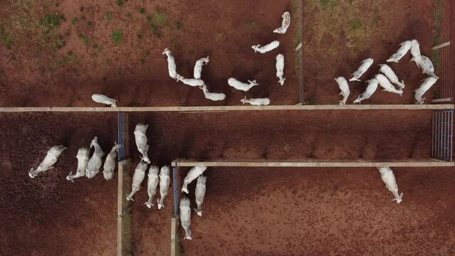 Aerial view over the different corridors created between the corrals for the lifestock on a cattle farm. Drone shot