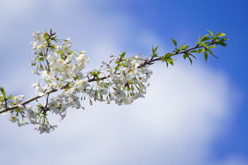 有栖川公園に咲く桜の花