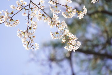 有栖川公園に咲く桜の花