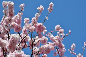 春めき桜