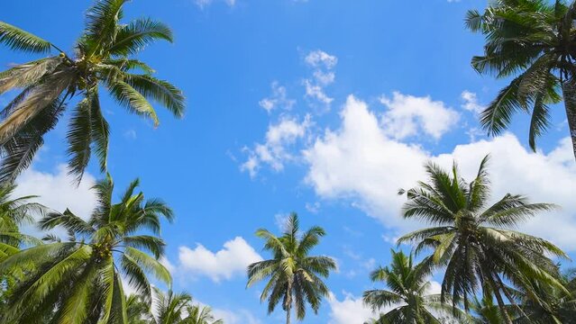 Natural background from Boracay island with coconut palms tree leafs, blue sky and clouds Travel Vacation