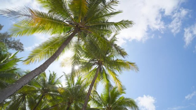 Tropical palm tree with blue sky and cloud abstract background. Summer vacation and nature travel adventure concept. 