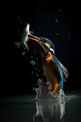 Beautiful kingfisher catching a fish