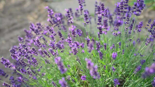 Slow motion of a honey bee flying and landing on blooming purple lavender flowers in a field. Beautiful nature and wildlife footage.
