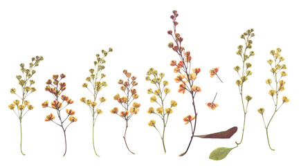 Pressed and dried flowers barberry, isolated on white background. For use in scrapbooking,...