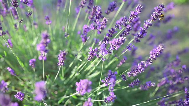 Slow motion close-up of a honey bee flying and landing on blooming purple lavender flowers in a field. Beautiful nature and wildlife footage.