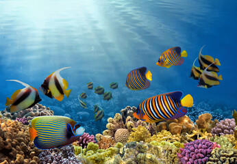 Fototapeta na wymiar Underwater coral reef landscape