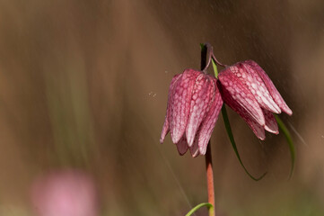 Beautiful fritillaria meleagris(chess flower) in green enchanted forest