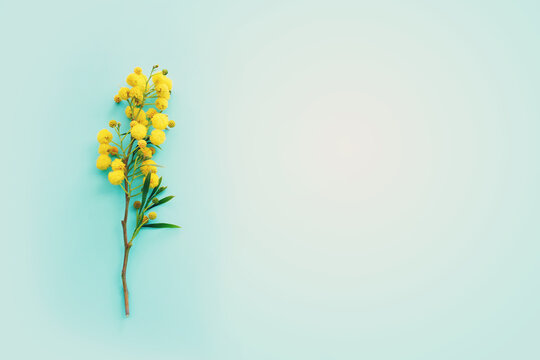 Top view image of spring yellow mimosa flowers composition over pastel blue background