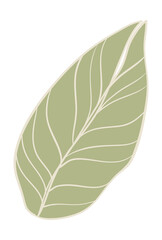 Botanical leaf