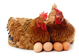 Two chickens and eggs.