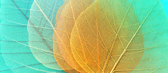 Colorful transparent and delicate skeleton leaves