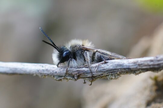 Closeup on a male Clarke's mining bee, Andrena clarkella sitting in a twig