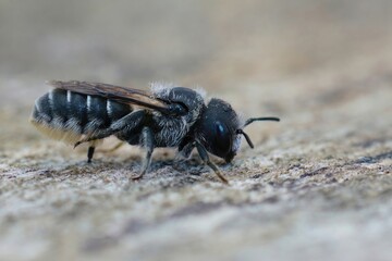 Closeup on a cute small female of the black-eyed mason bee, Osmia ligurica, sitting on a stone