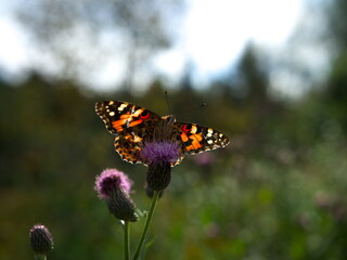 Butterfly sitting on thistle