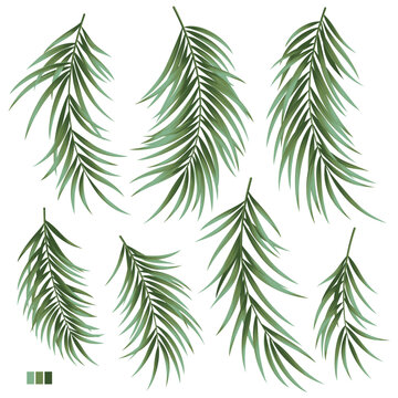 Collection of beautiful fern leaves vector material,