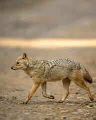 golden jackal or Canis aureus side profile running or crossing forest track at dhikala zone of jim corbett national park or forest uttarakhand india asia