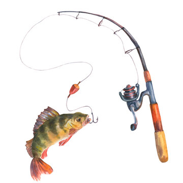 Watercolor illustration of a perch caught with a fishing rod on a hook. Cut out clip art element for design, postcards, stickers, scrapbooking, poster