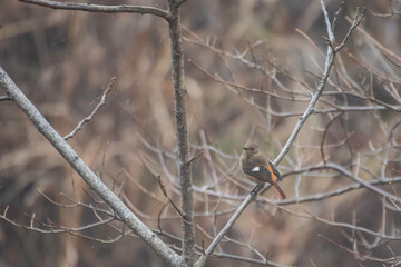 sparrow on a branch