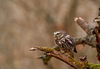 Young little owl (Athene noctua)