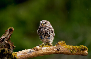 Young little owl (Athene noctua) on branch