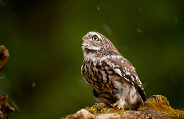 Young little owl (Athene noctua) observes danger