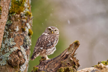 little owl (Athene noctua) on branch